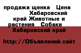 продажа щенка › Цена ­ 15 000 - Хабаровский край Животные и растения » Собаки   . Хабаровский край